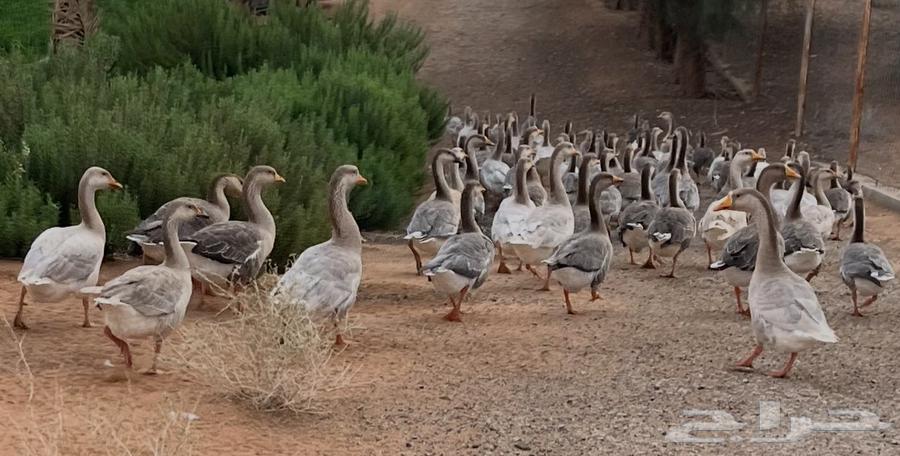 للبيع قطيع وز عراقي64576058294403110