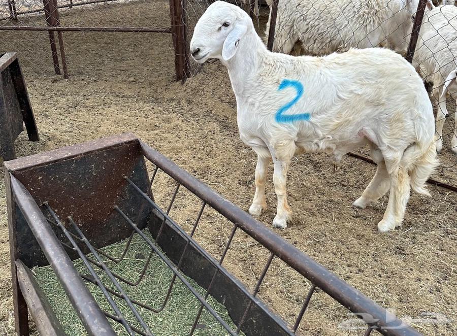 مشاريع فحول للبيع64578675464321113