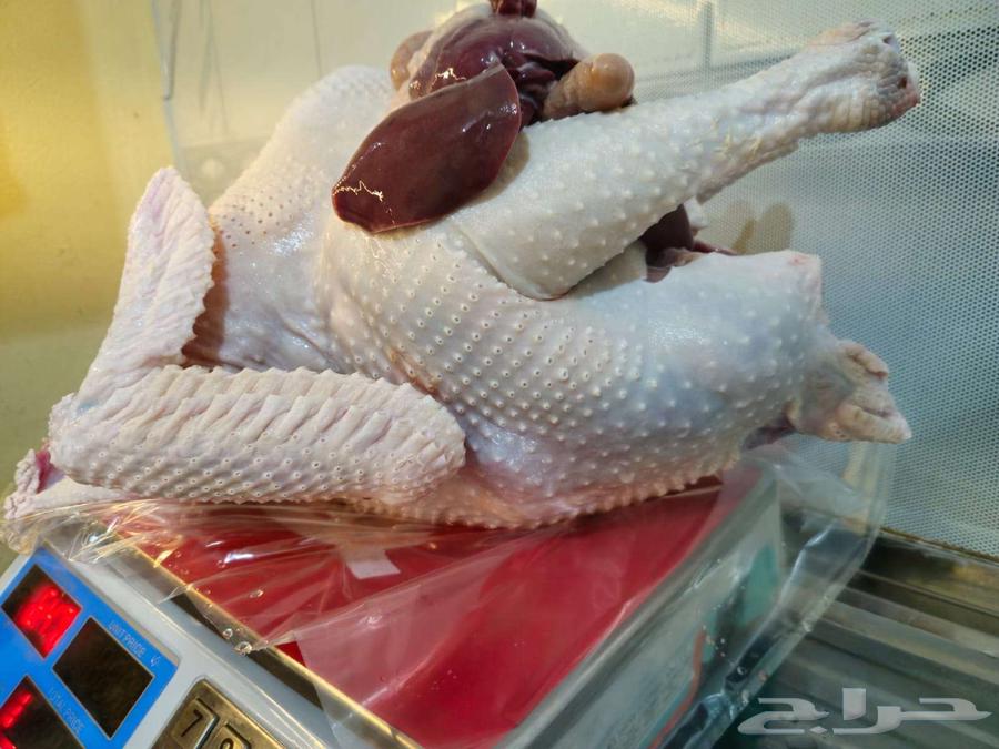 ديك رومي ذبح64577586702467111