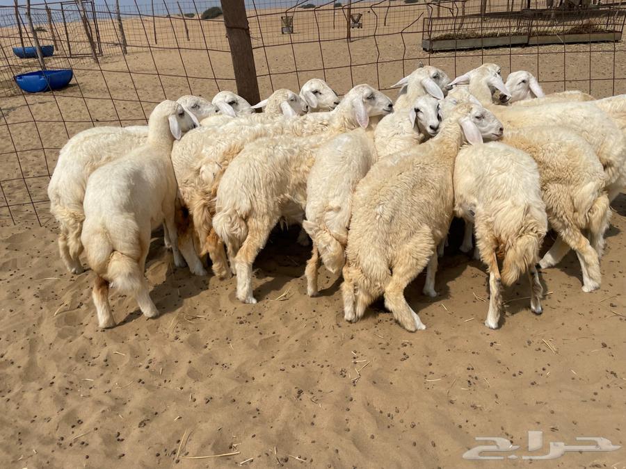 رخال حريه طيبه 19(تم البيع )64577782973825113