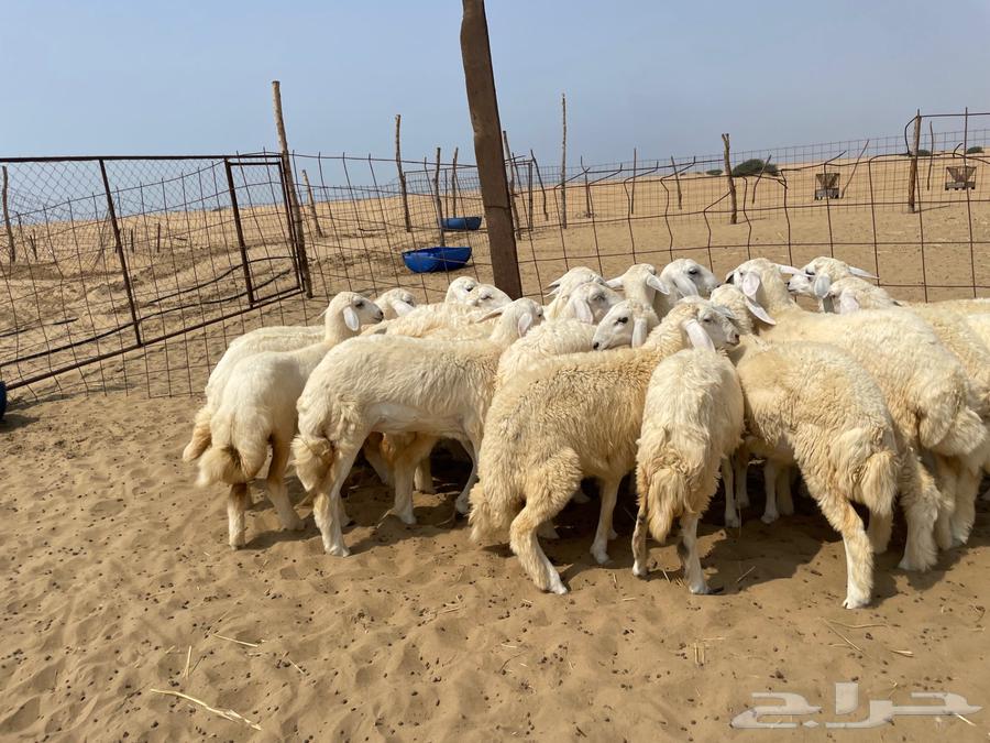 رخال حريه طيبه 19(تم البيع )64577782973825111