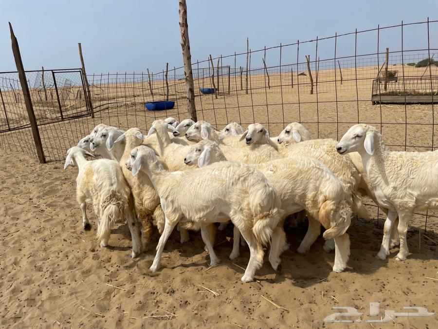 رخال حريه طيبه 19(تم البيع )64577782973825112