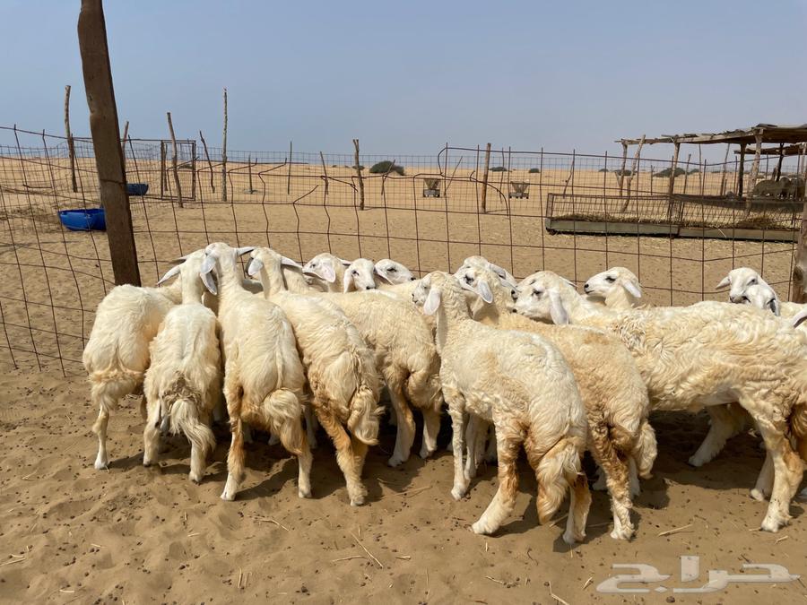 رخال حريه طيبه 19(تم البيع )64577782973825110