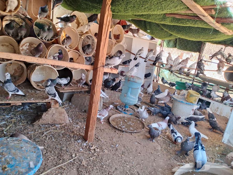 حمام للبيع64580880796931110