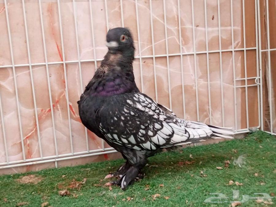 فحل فراشة مفصص اسود64580143876098113