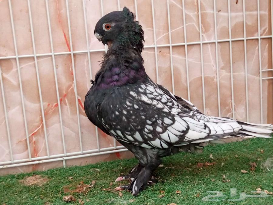 فحل فراشة مفصص اسود64580143876098111