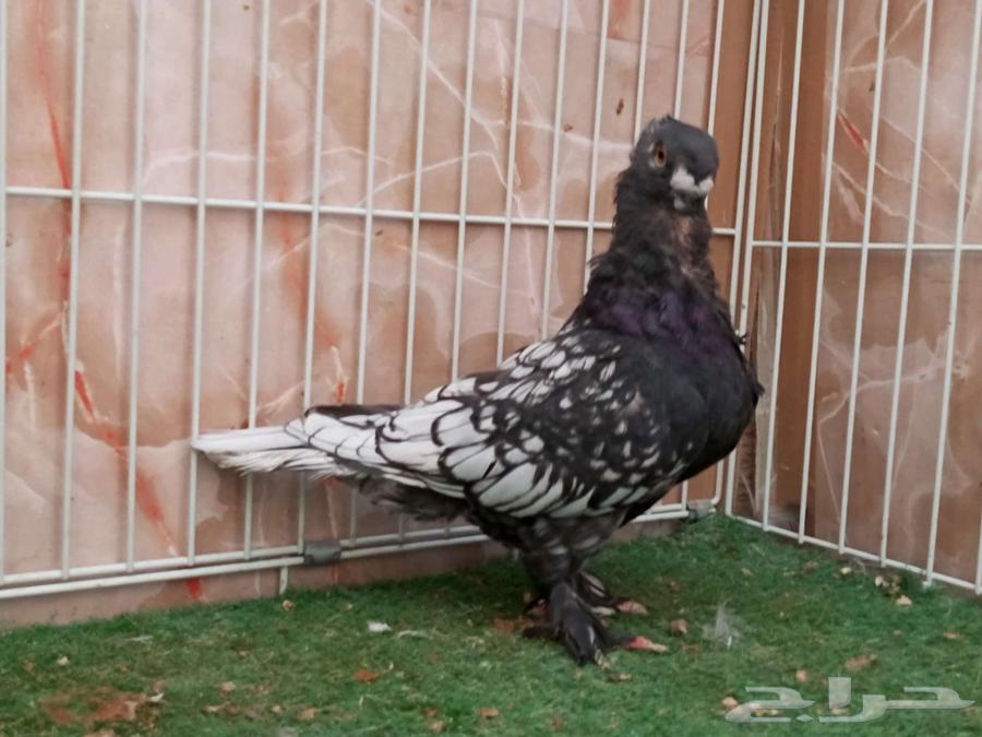 فحل فراشة مفصص اسود64580143876098114