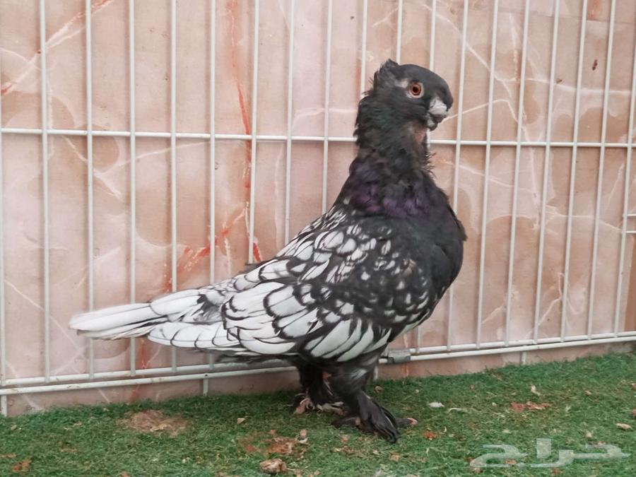 فحل فراشة مفصص اسود64580143876098112