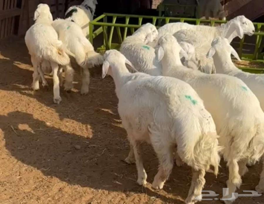 طليان للبيع حريات64573221198978111