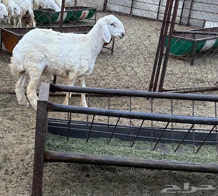 مشاريع فحول للبيع64578675464321112