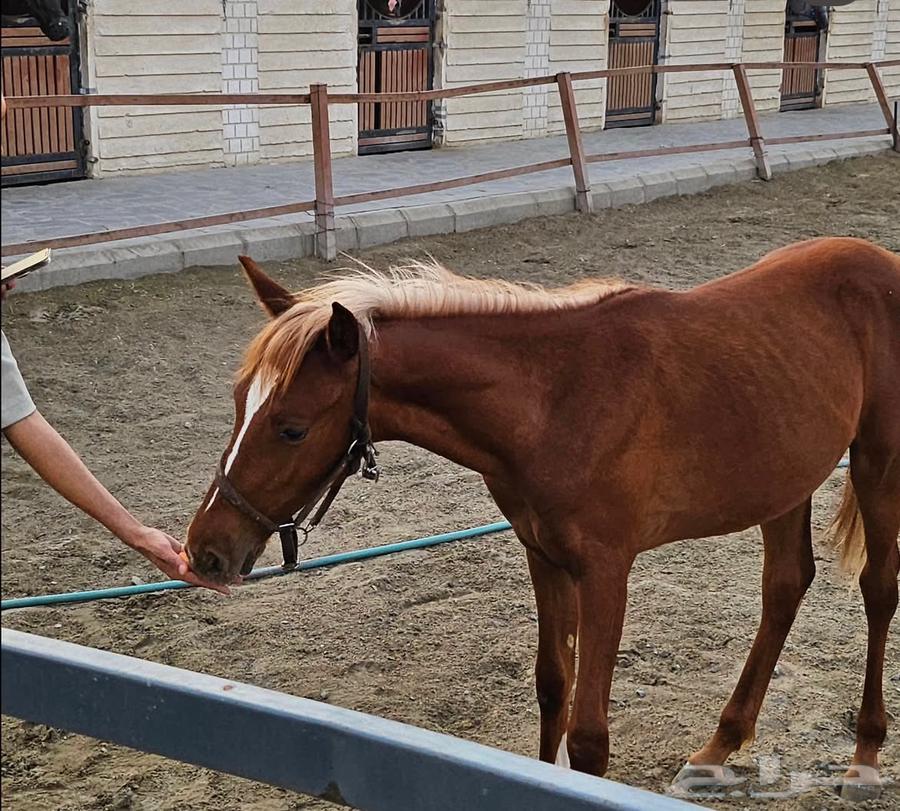 عرض اشتراك في اكاديمية سارة للخيل نادي الفروسية للنساء64577656968706112