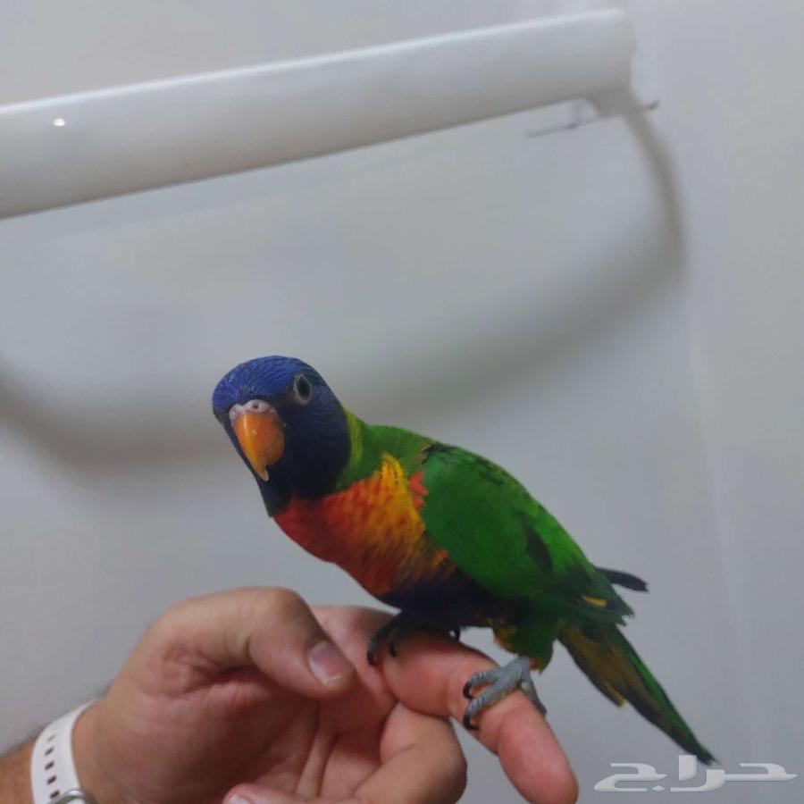 لوري أليف جدا هدد لا يعرف العض64576395720706112