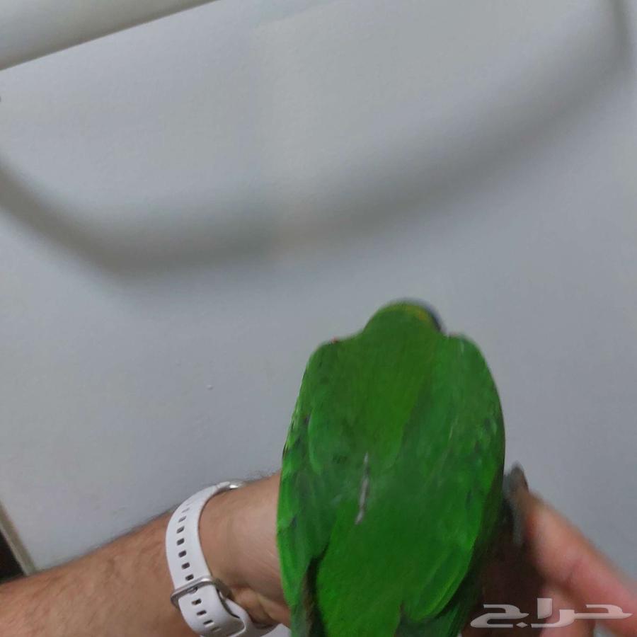 لوري أليف جدا هدد لا يعرف العض64576395720706113