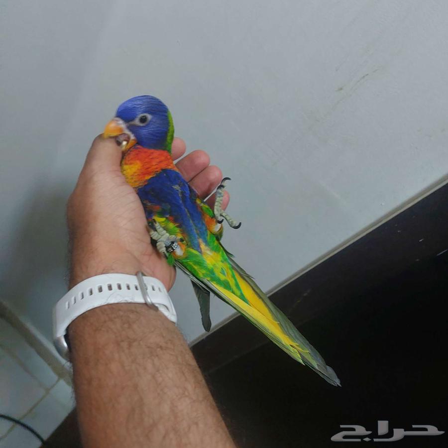 لوري أليف جدا هدد لا يعرف العض64576395720706114