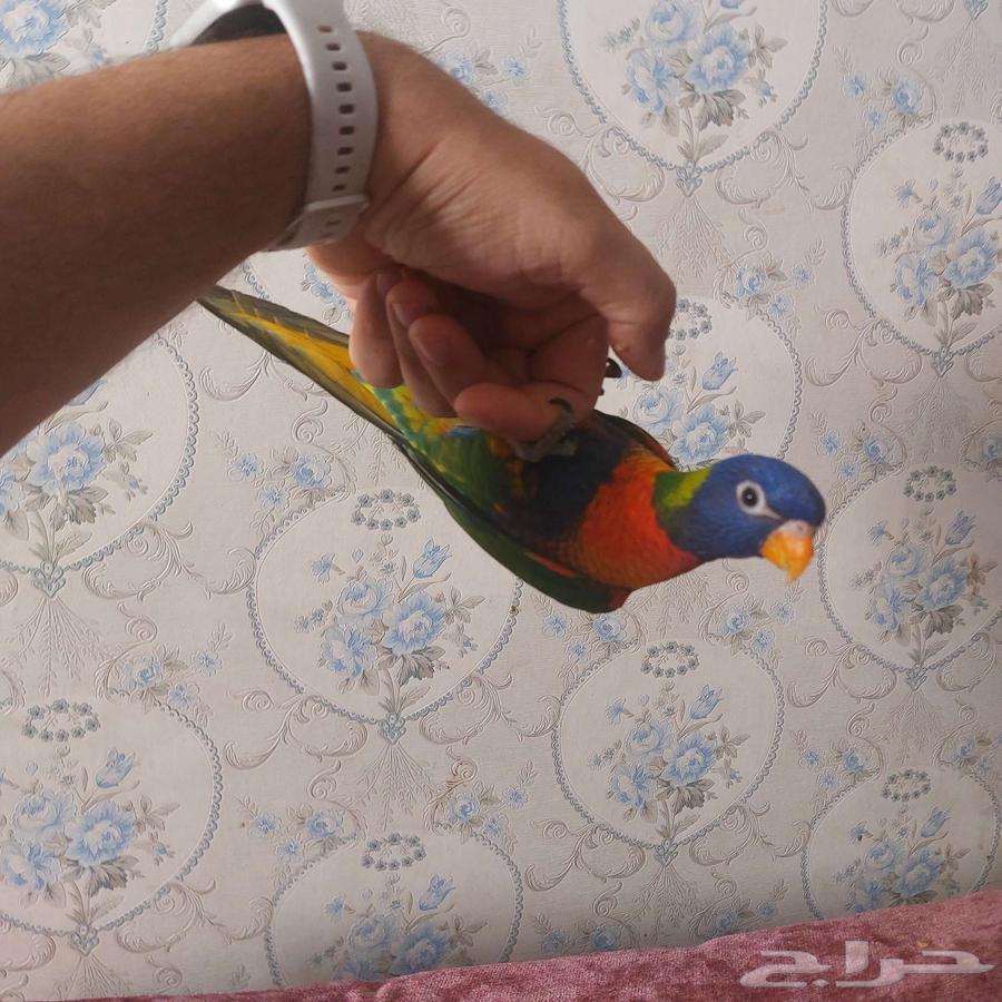 لوري أليف جدا هدد لا يعرف العض64576395720706110