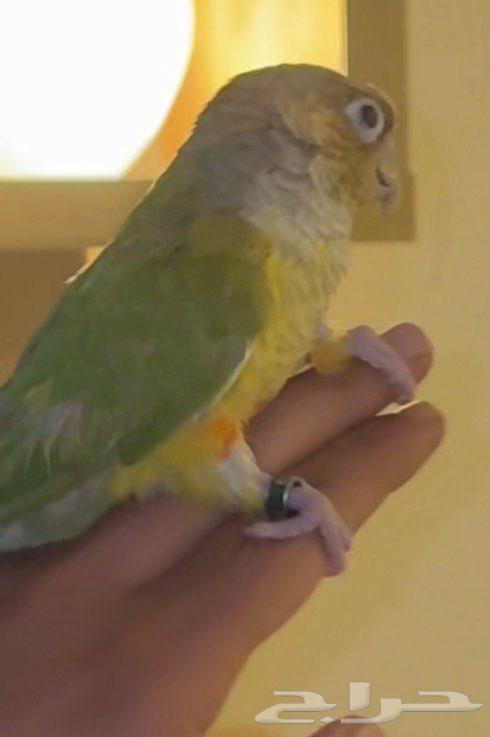 كنيور اليف جدا للبيع64455031723777112