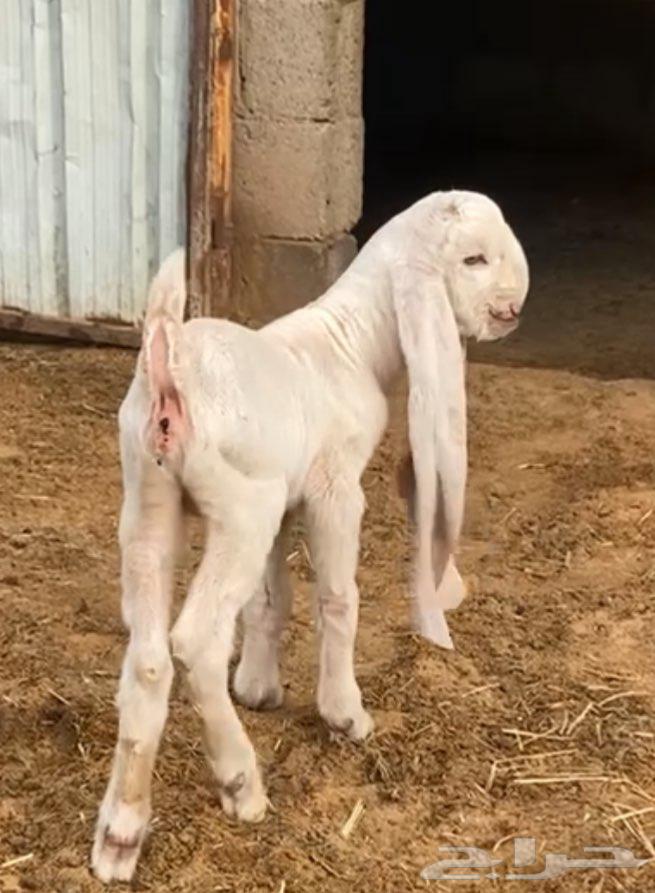 حفرتين مطورات برص فواخر توم بطن واحد64588544705538113