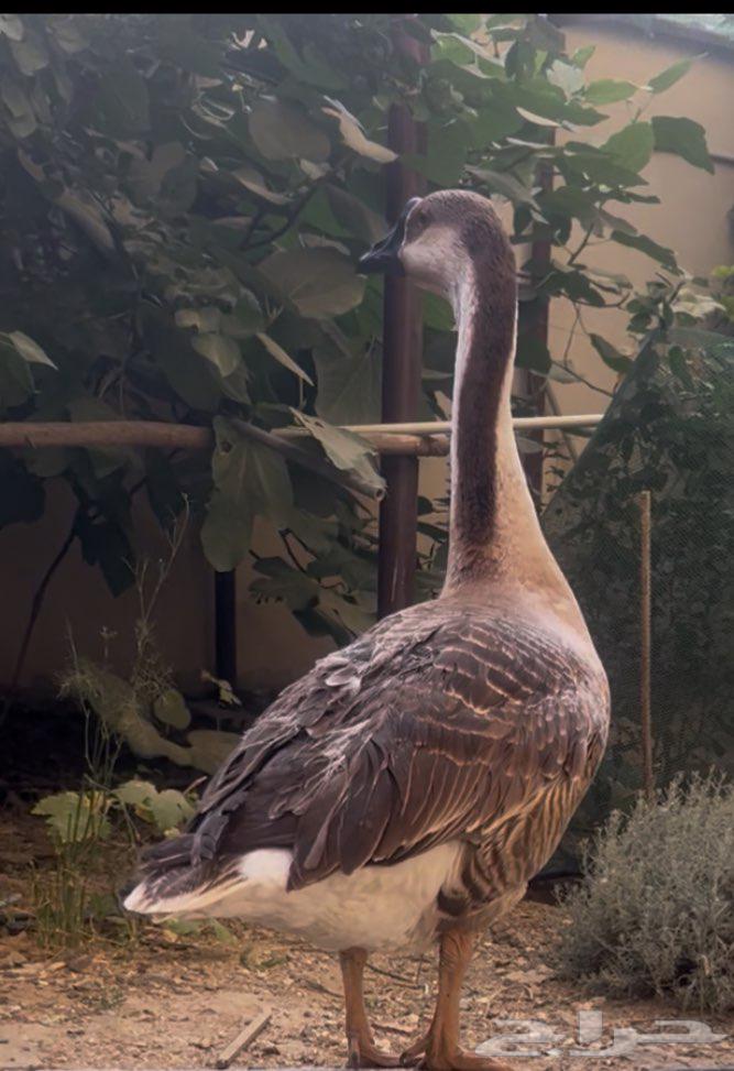 طقم اوز ( ذكر واثنتين انثى ) بصحة ممتازة64580472421634110