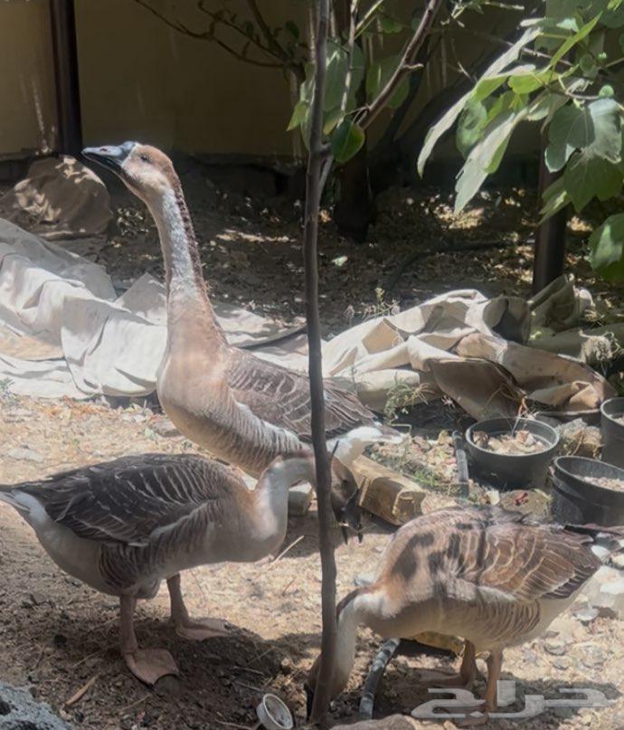 طقم اوز ( ذكر واثنتين انثى ) بصحة ممتازة64580472421634111