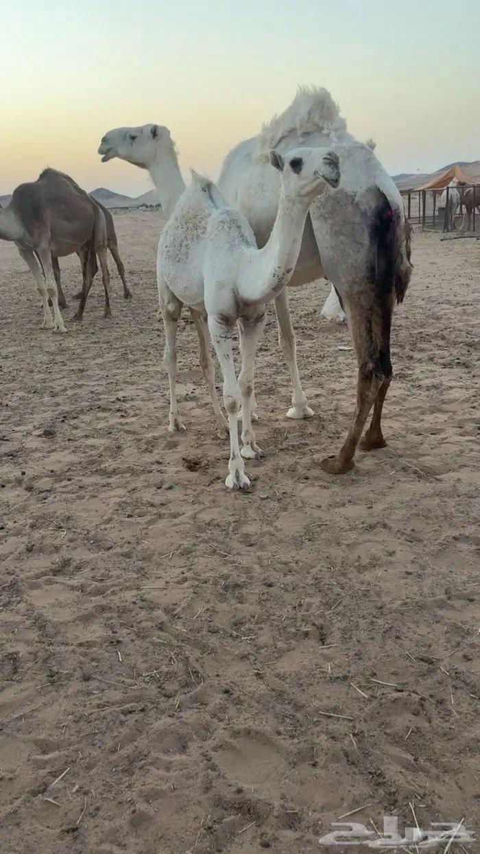 حواره طيبه للبيع64588136411395111