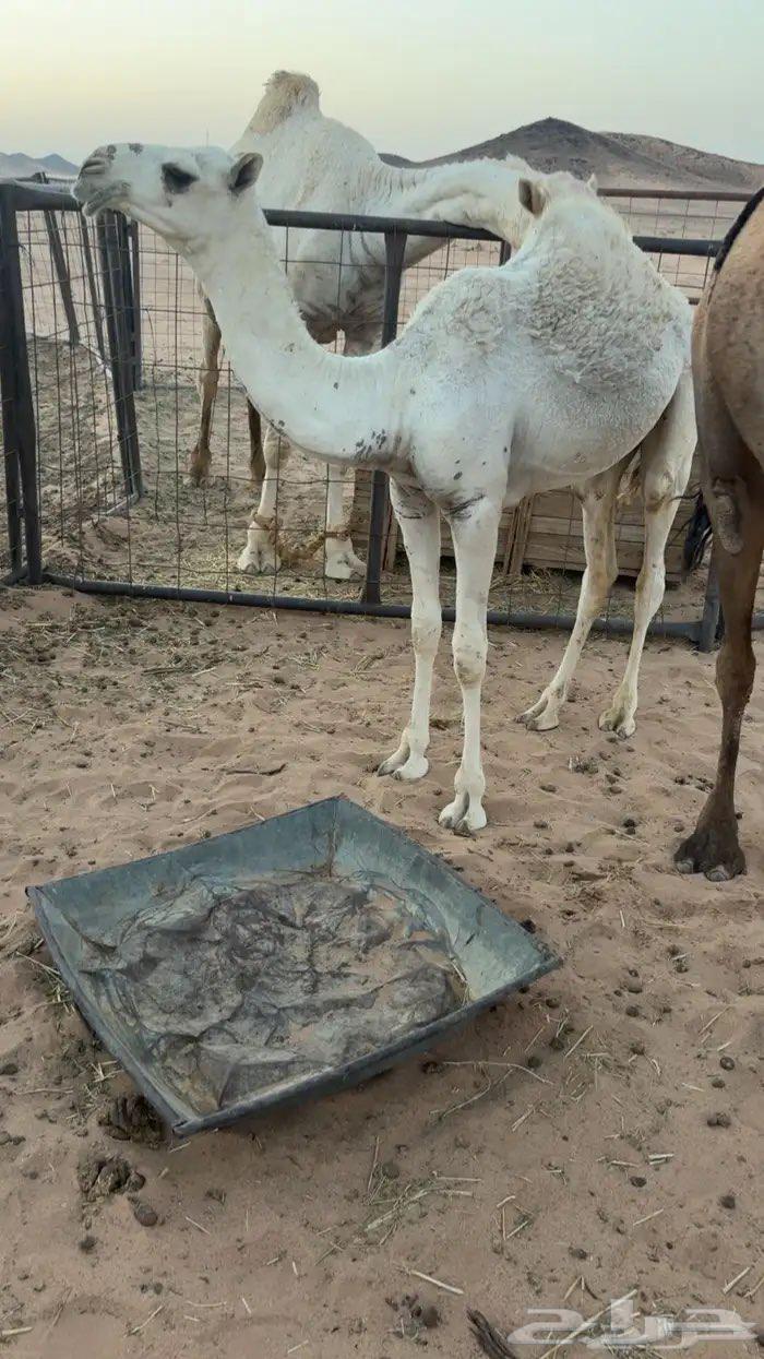 حواره طيبه للبيع64588136411395110