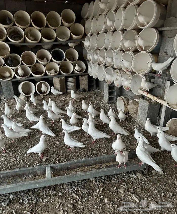 حمام فرنسي جملة للبيع64584813678467110