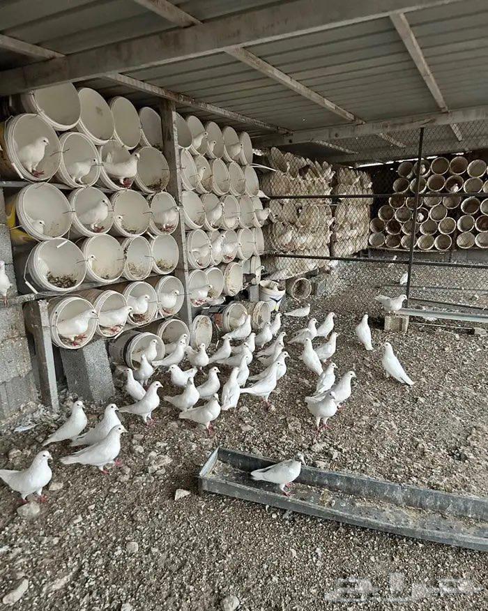 حمام فرنسي جملة للبيع64584813678467111