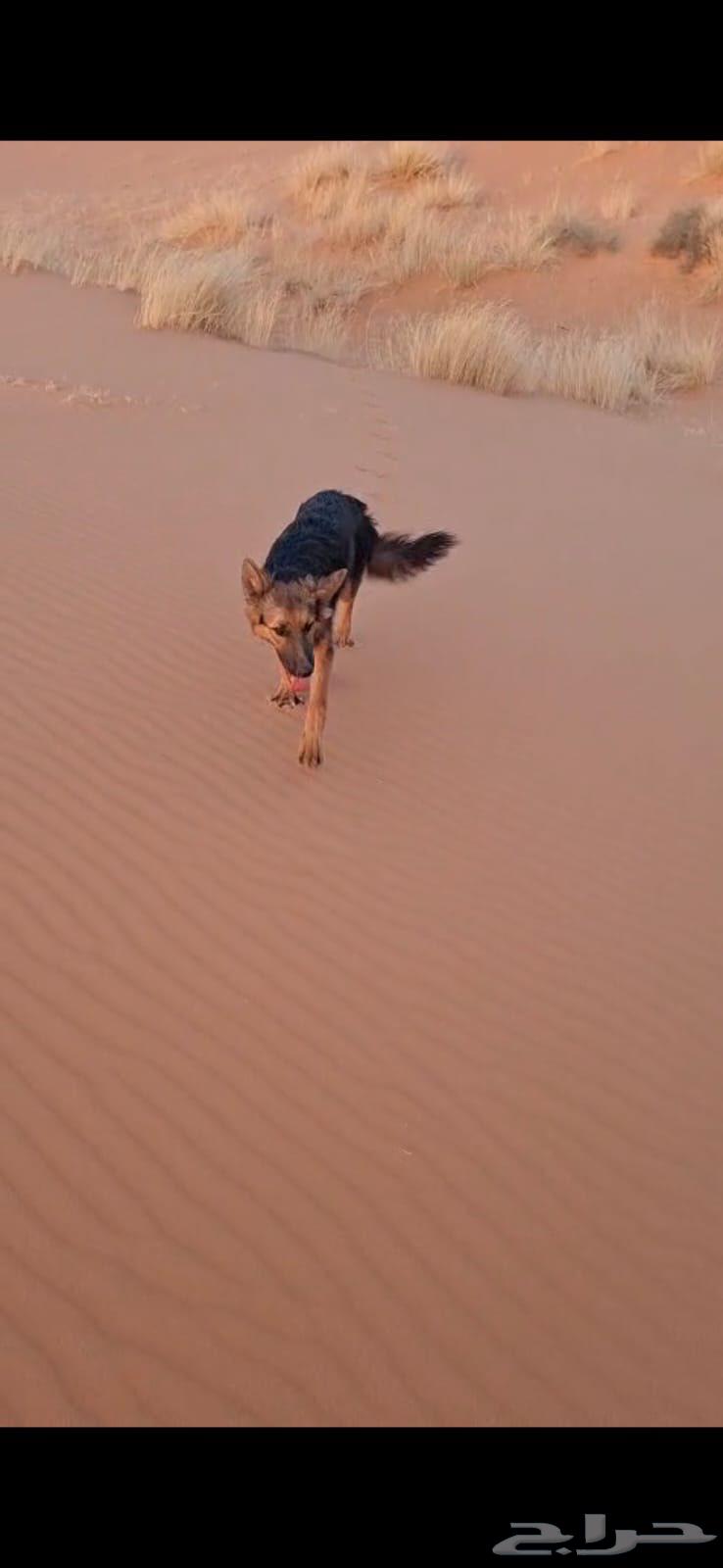 كلب حراسه للبيع64581525155586110