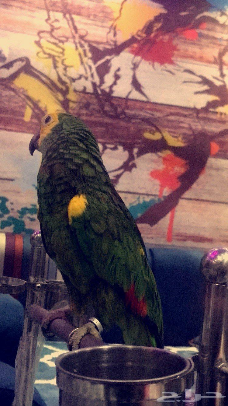 ببغاء امروني64561699471875112