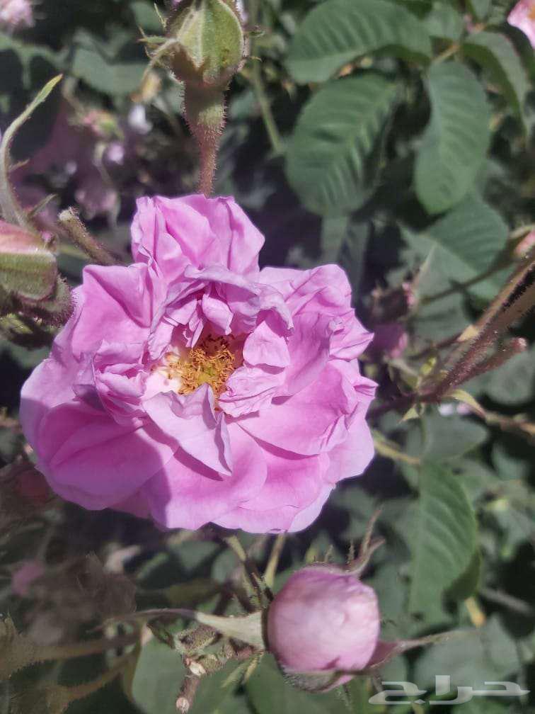 ورد طائفي ملكي64583237080451110