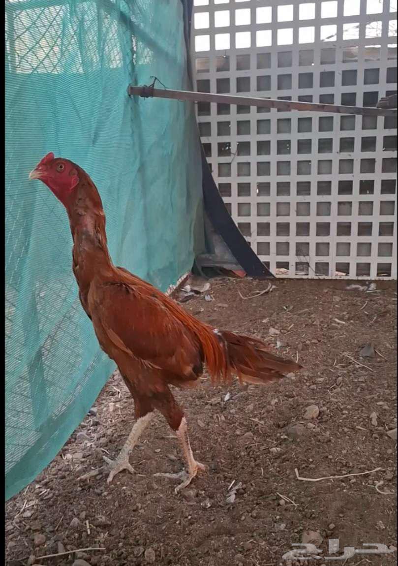 ديك سندي للبيع64585609698945110