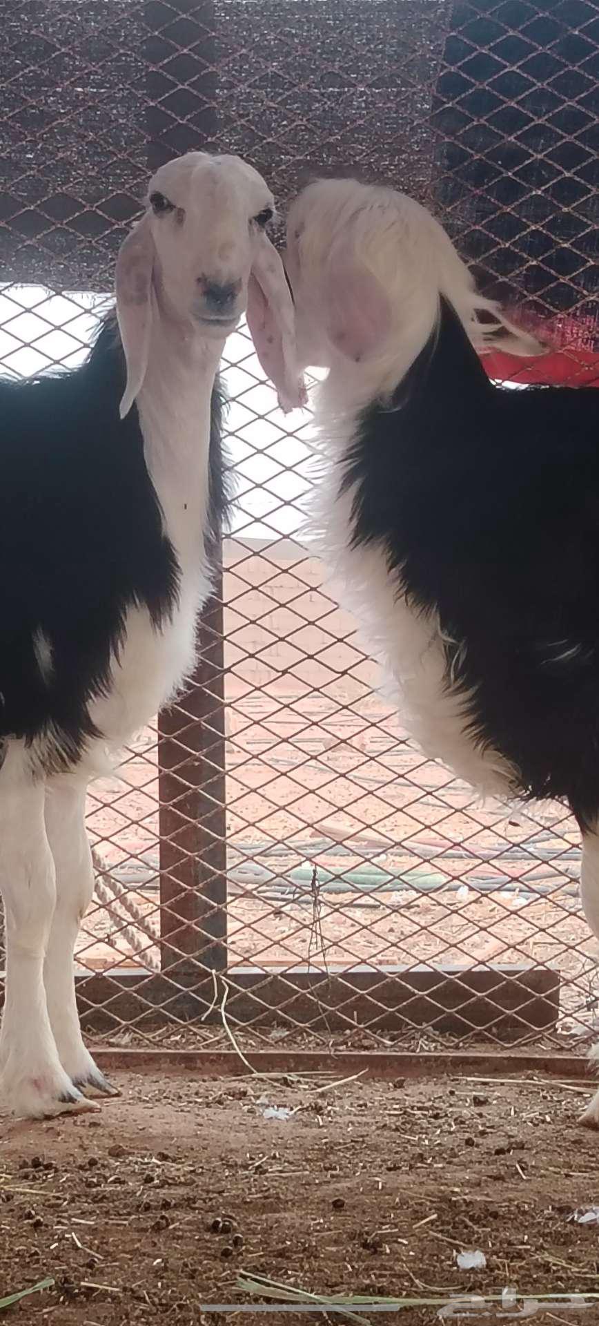 رخل وخروف نجديه جروم ناهيه64581018526979111