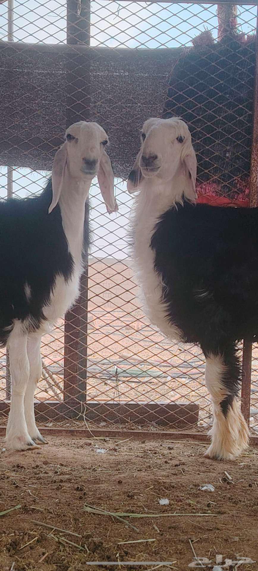 رخل وخروف نجديه جروم ناهيه64581018526979112