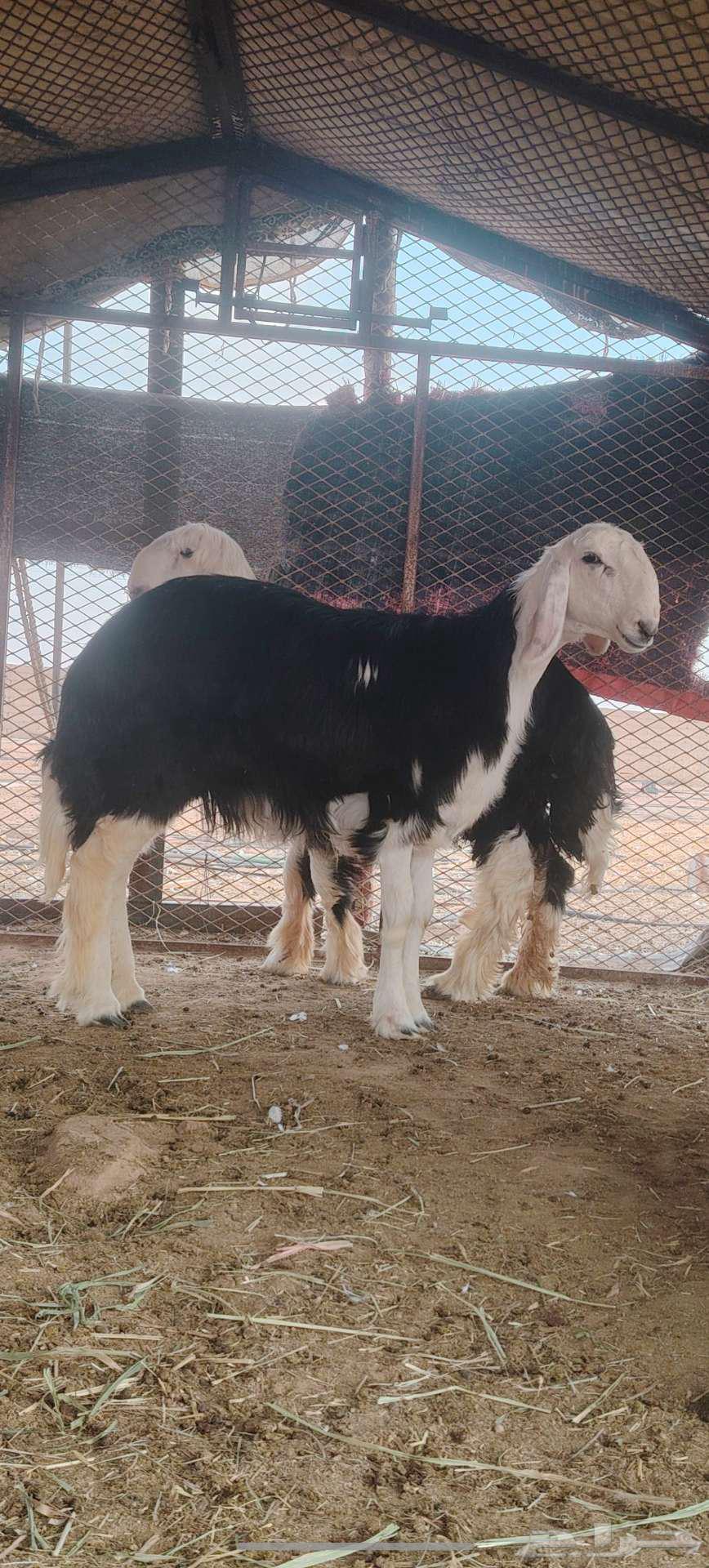 رخل وخروف نجديه جروم ناهيه64581018526979113