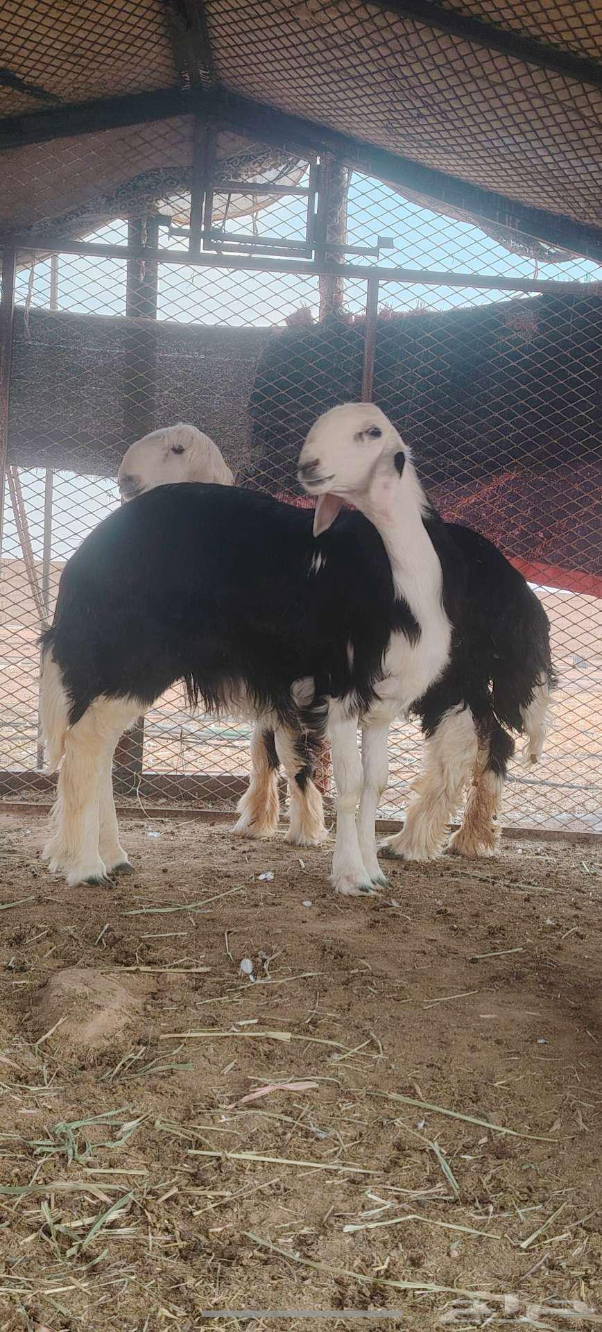 رخل وخروف نجديه جروم ناهيه64581018526979114