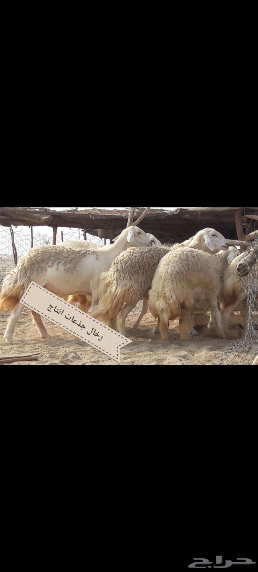 مشروع فحل تم البيع64586439276545113