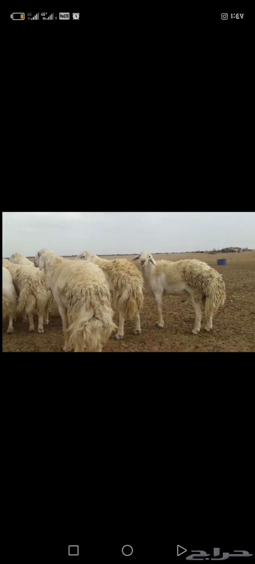 مشروع فحل تم البيع64586439276545112