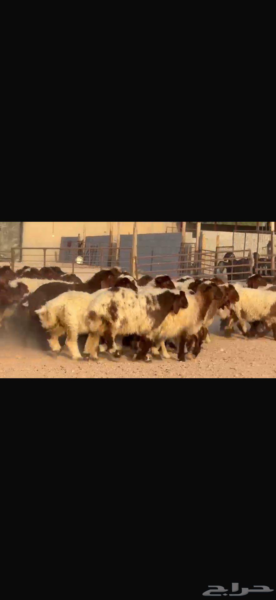 جذعات نعيم دبس طيبه. العدد 5764582146036609110