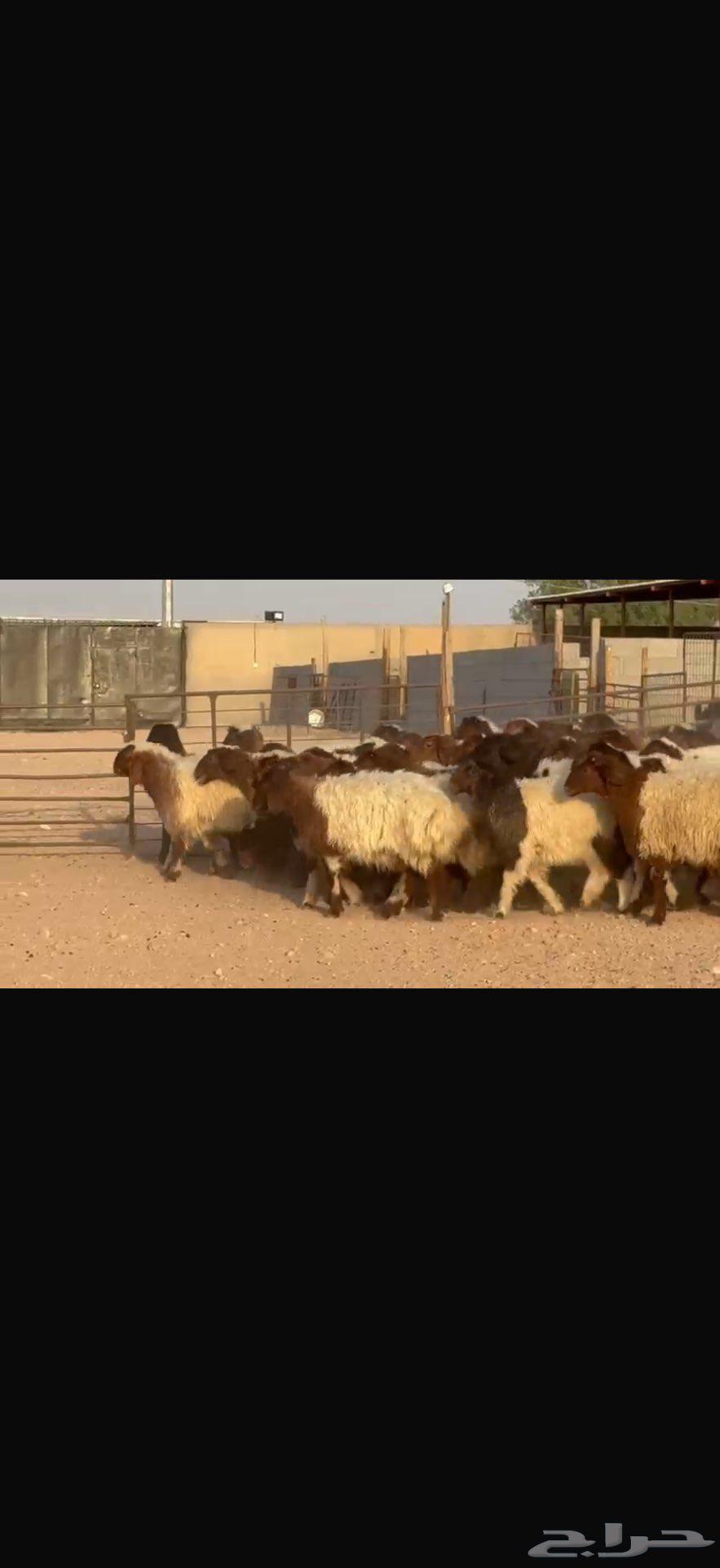 جذعات نعيم دبس طيبه. العدد 5764582146036609113