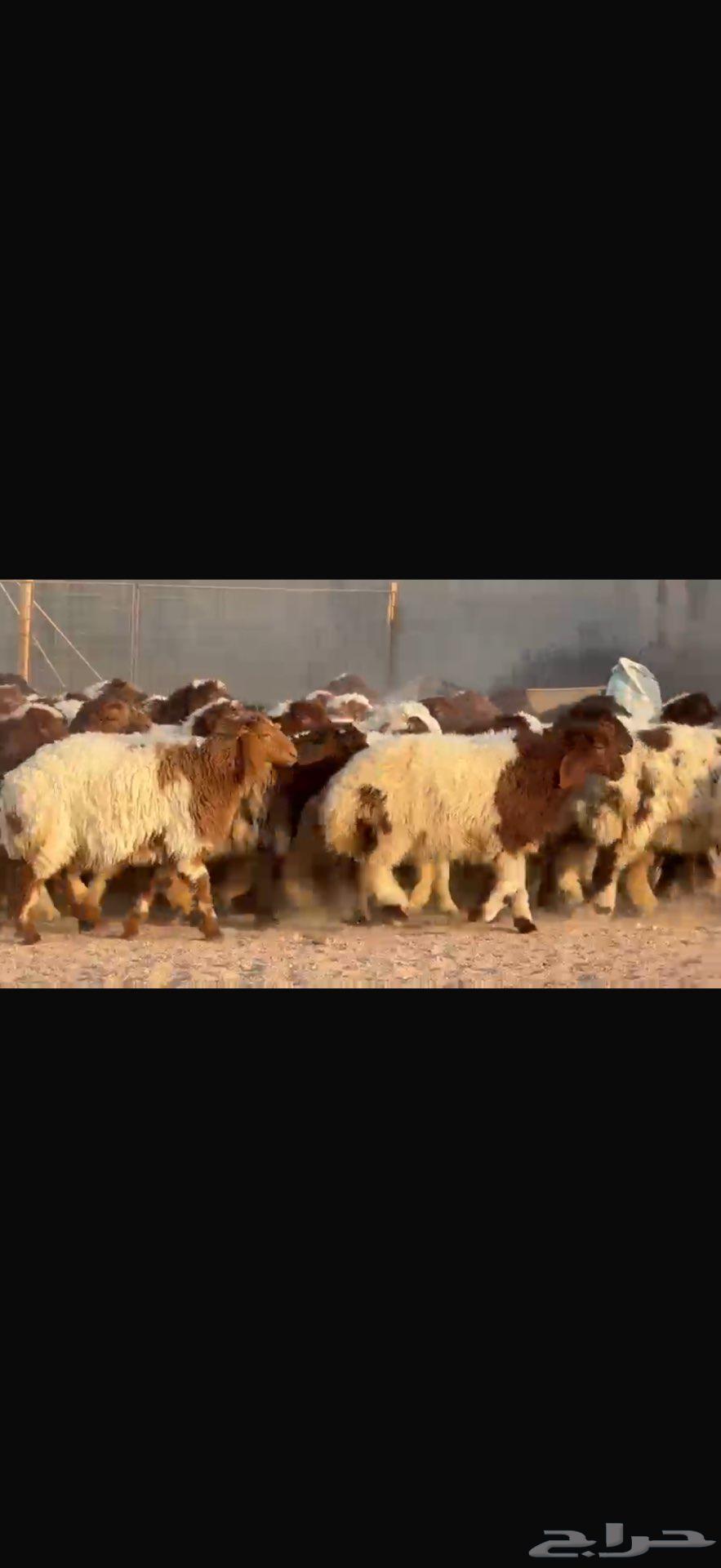 جذعات نعيم دبس طيبه. العدد 5764582146036609111