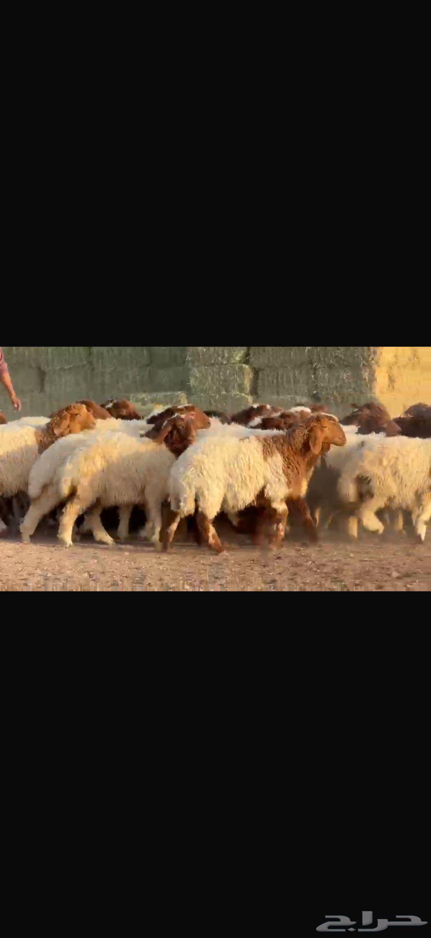 جذعات نعيم دبس طيبه. العدد 5764582146036609112