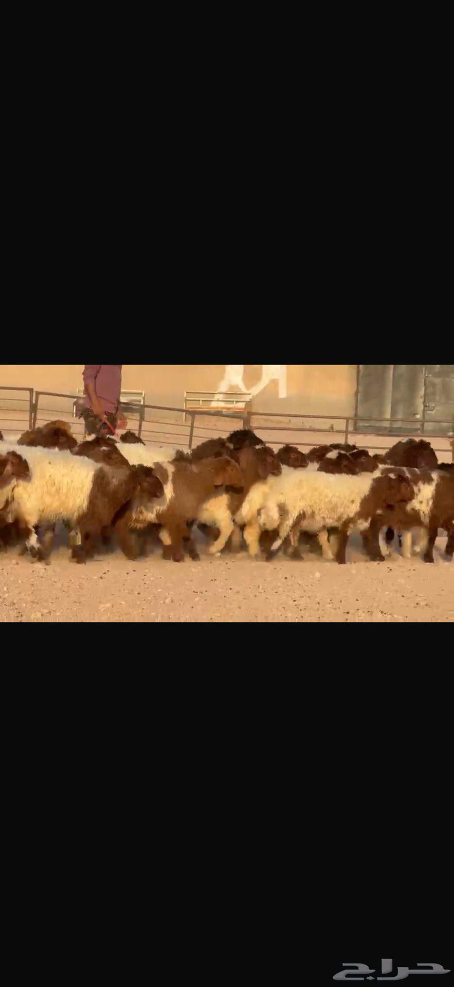 جذعات نعيم دبس طيبه. العدد 5764582146036609114