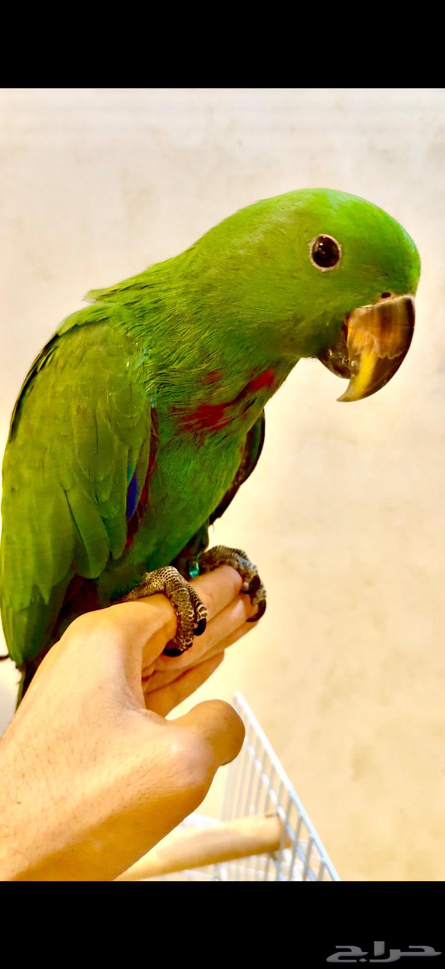 فرخ ببغاء الاكلكتوس 5 شهور ( تم البيع )64582519239297113