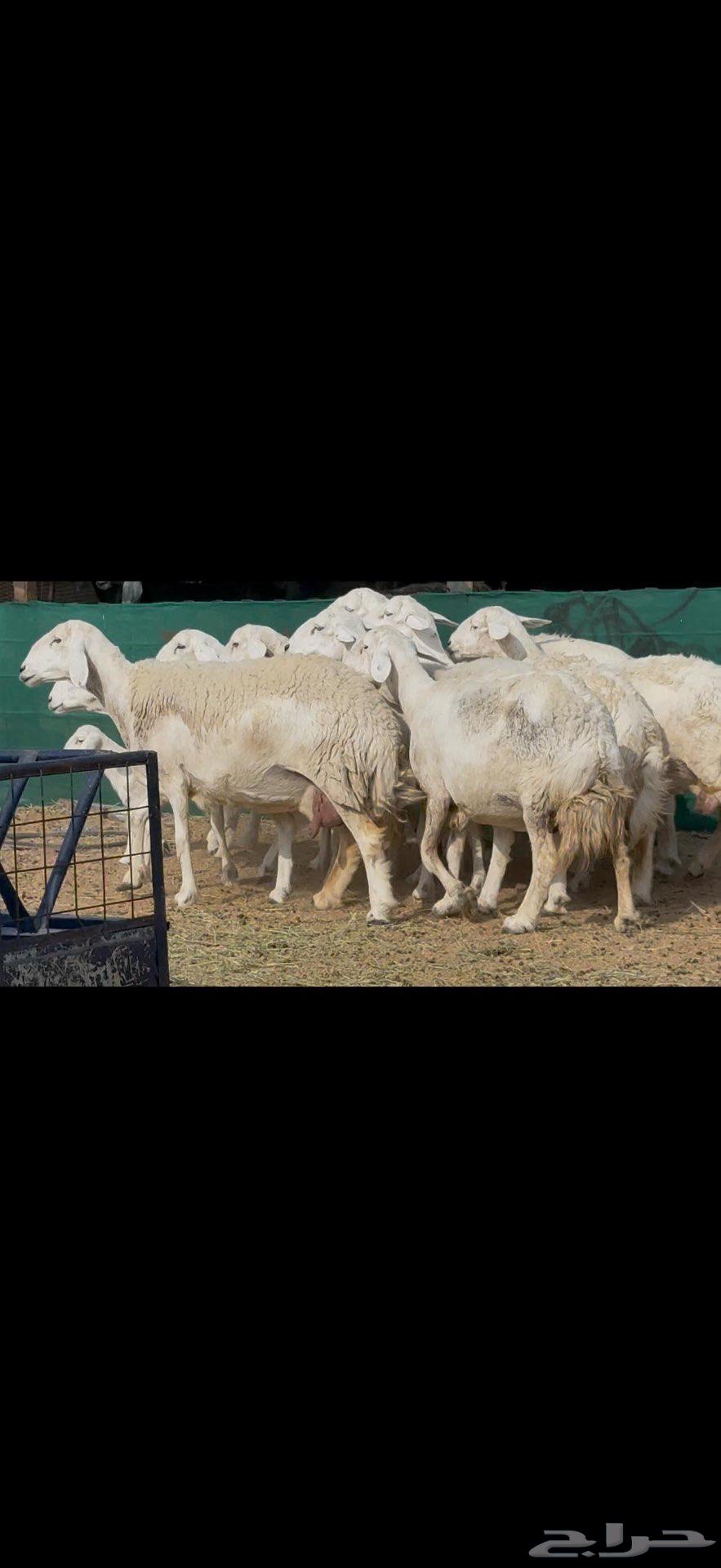 للبيع غنم حريات كفو مفاصيل64586824389250112
