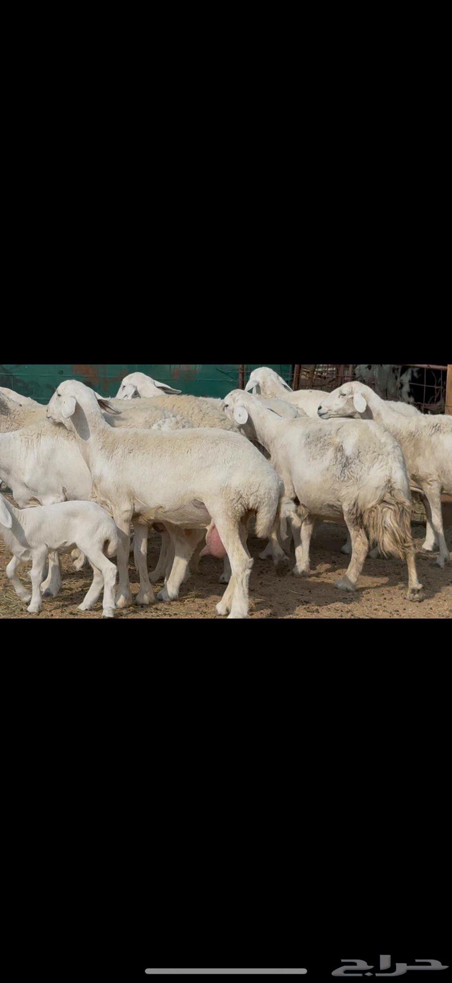 للبيع غنم حريات كفو مفاصيل64586824389250110