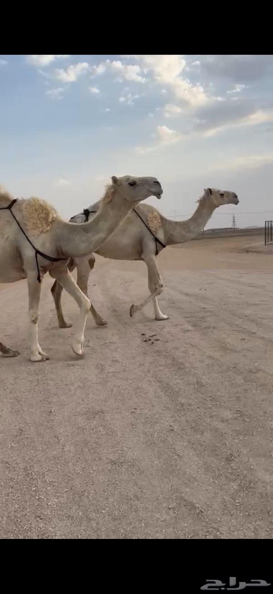 وضحى عونيه64581801161731110