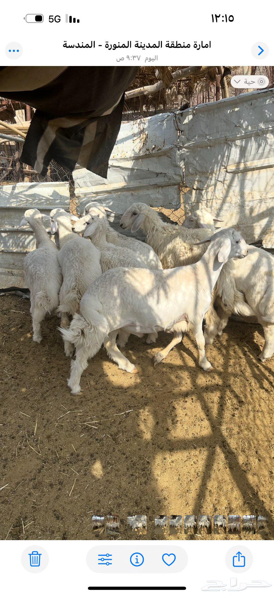 طليان حبص نظيفه ومقفله شحم للبيع64582297814401113