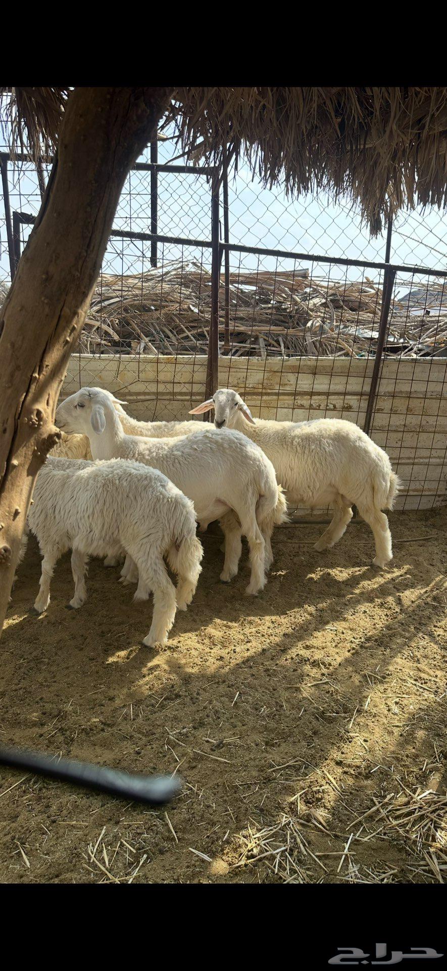 طليان حبص نظيفه ومقفله شحم للبيع64582297814401114