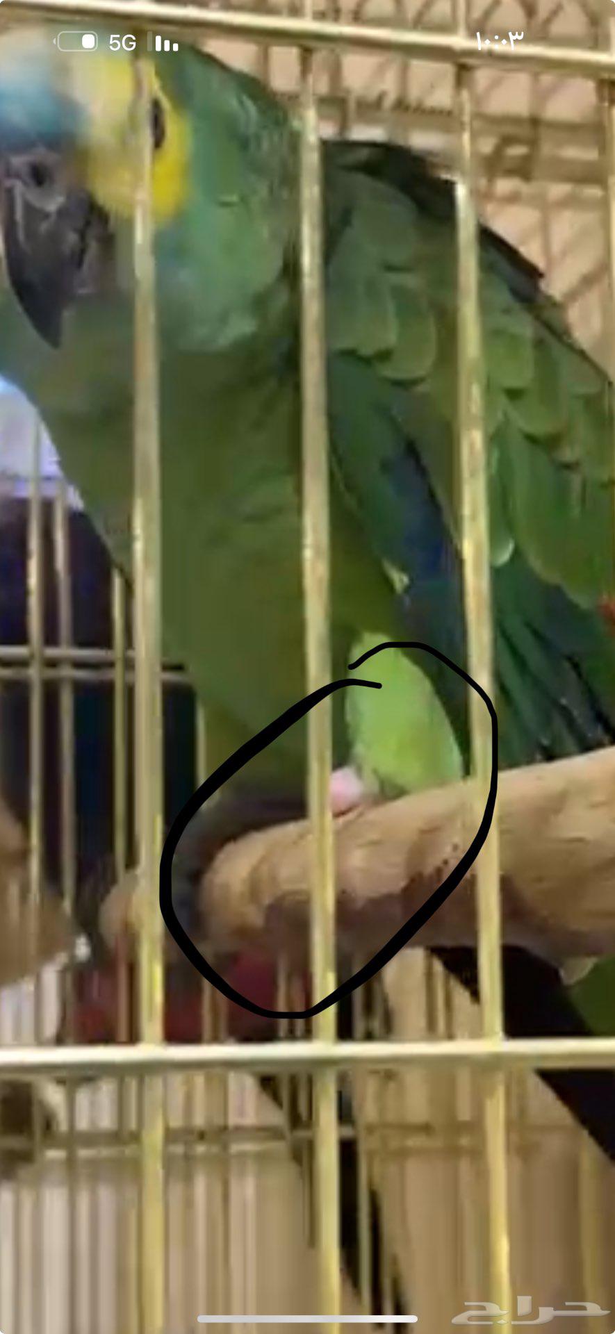 للبيع فرخ امزوني جاكو64585181377281111