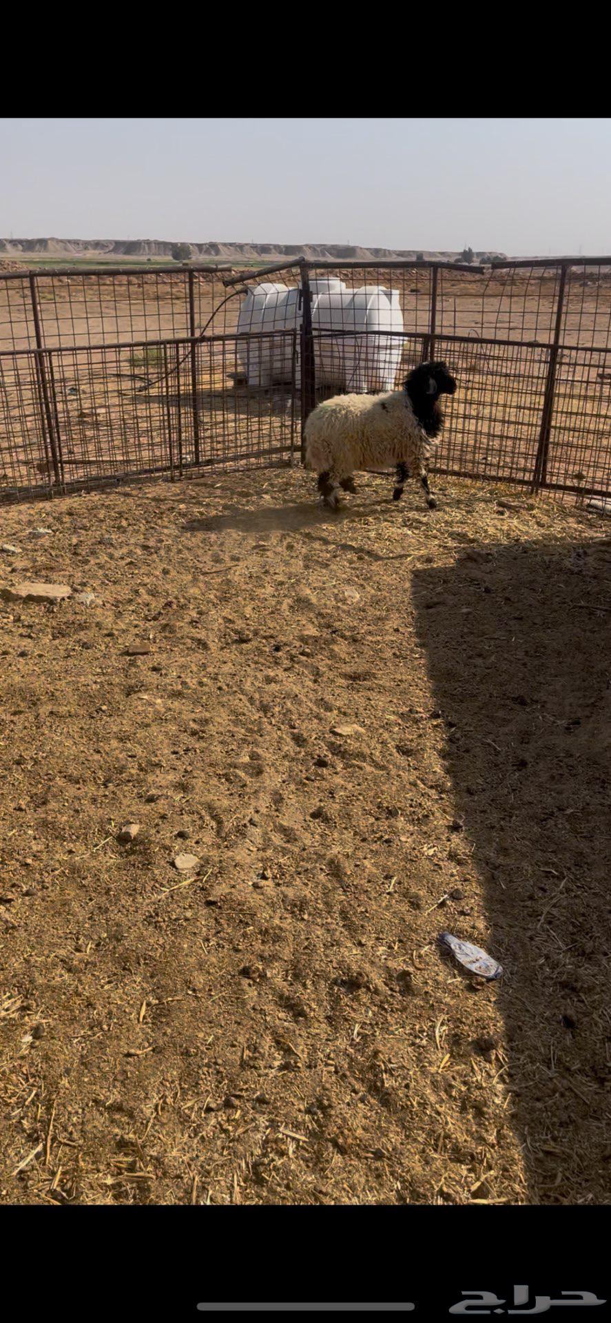 رخل نعيميه64582034797698110